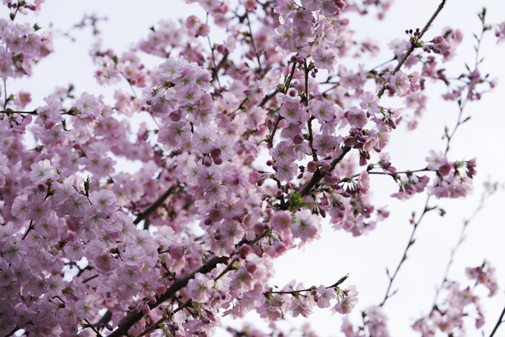 pink petaled flowering tree under white skies