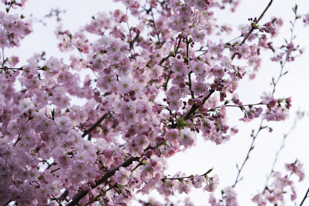 白い空の下でピンクの花びらの花を咲かせる木