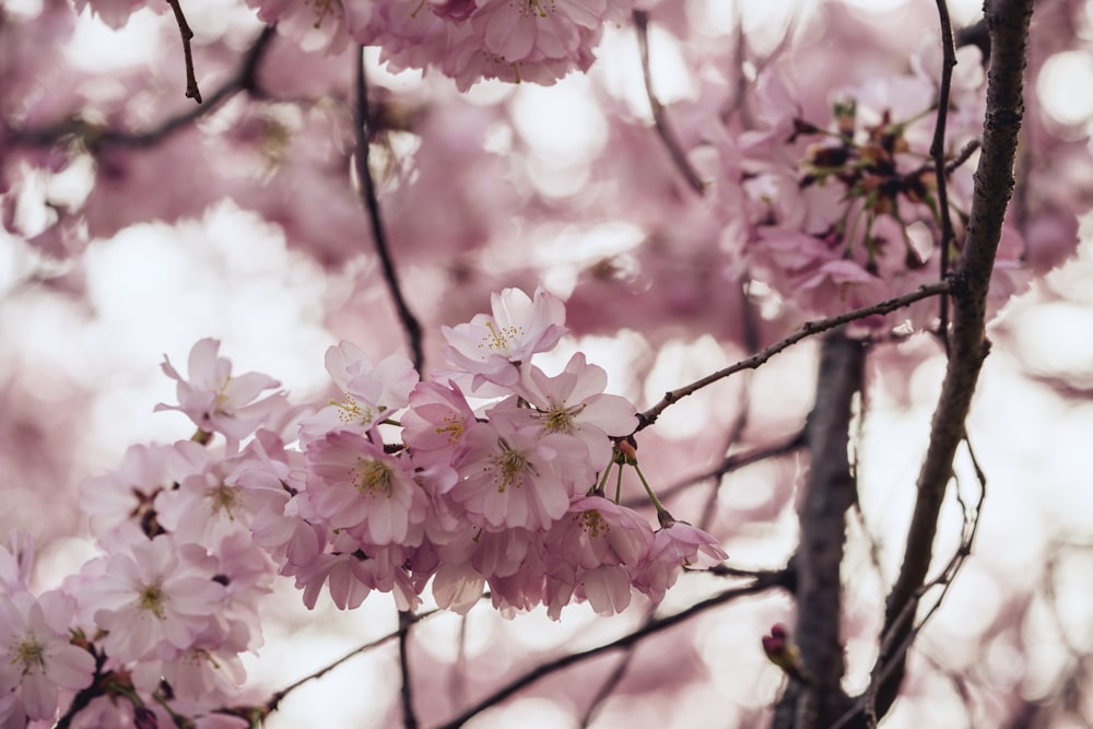 closeup photo of pink cherry blossoms