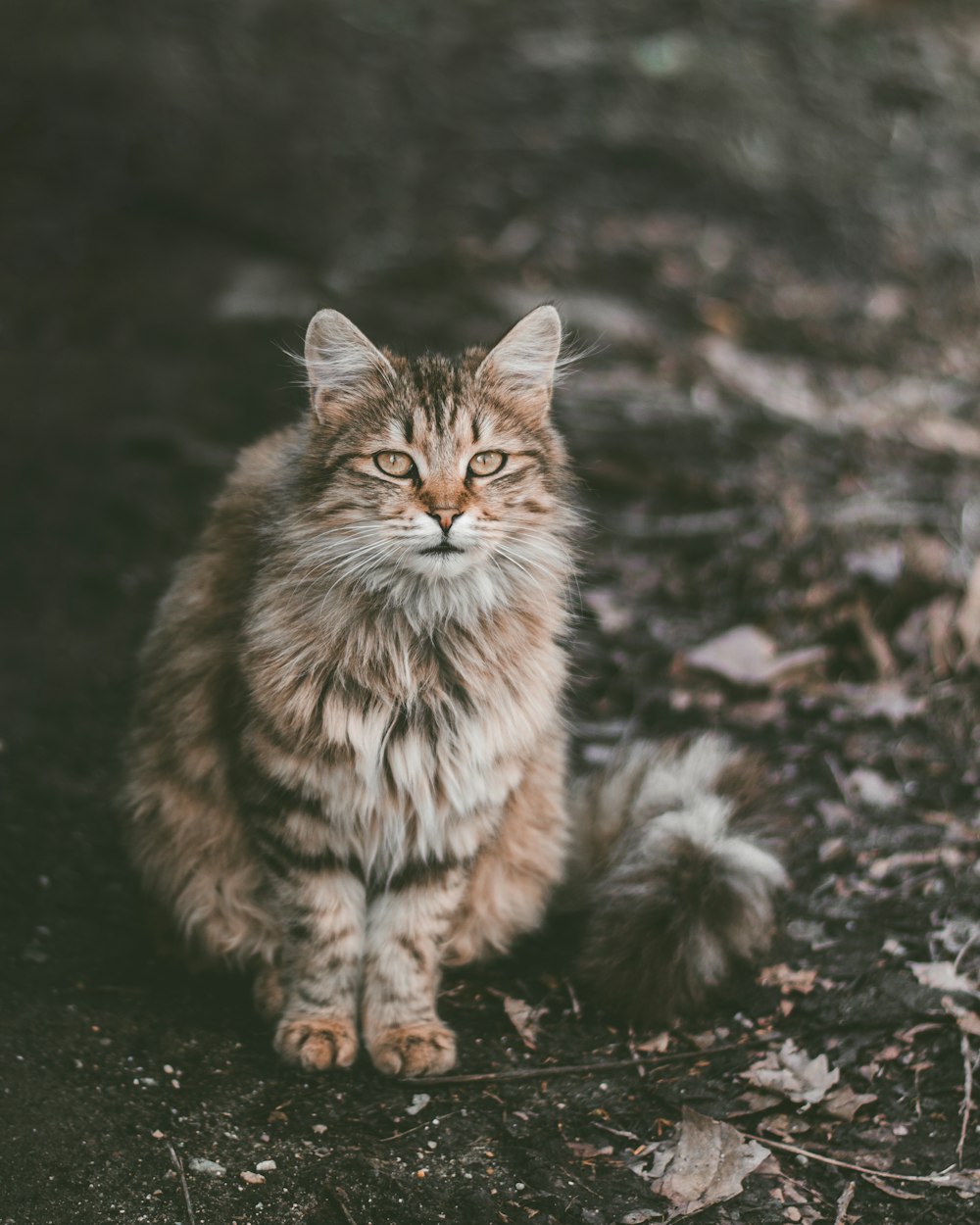 white and brown cat