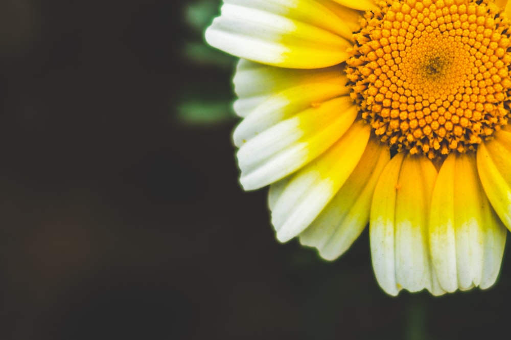 yellow and white sunflower