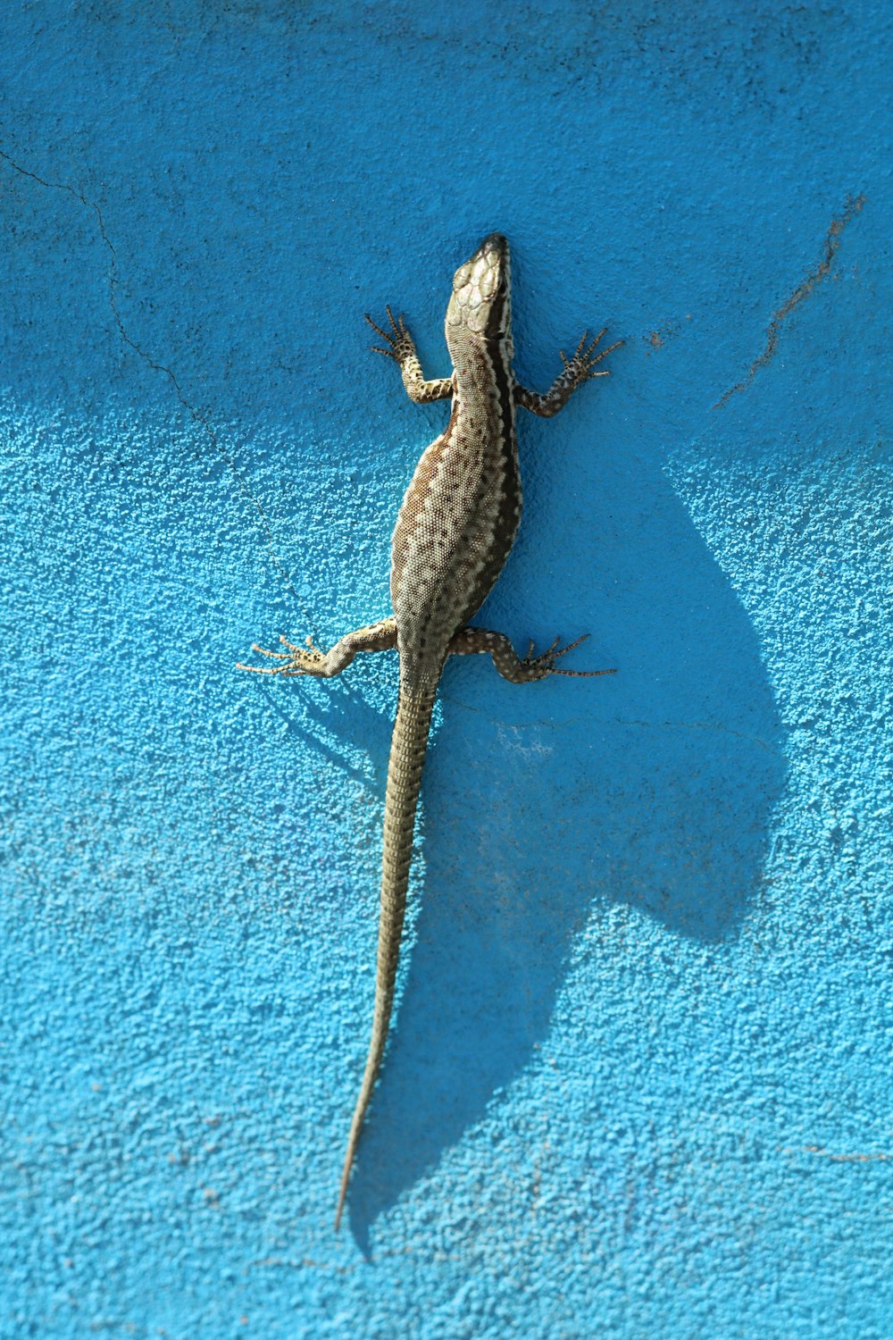 lézard brun et noir sur mur peint en bleu