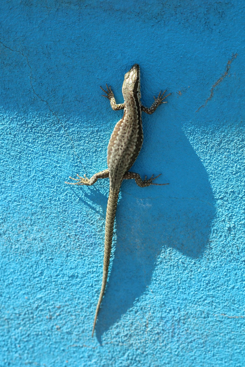 brown and black lizard on blue painted wall