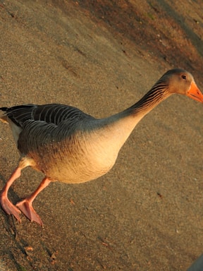 A goose is standing on a textured surface, likely concrete, with lighting that suggests late afternoon or early evening. The bird has an orange beak and pinkish webbed feet, with a body covered in a pattern of light and dark feathers.