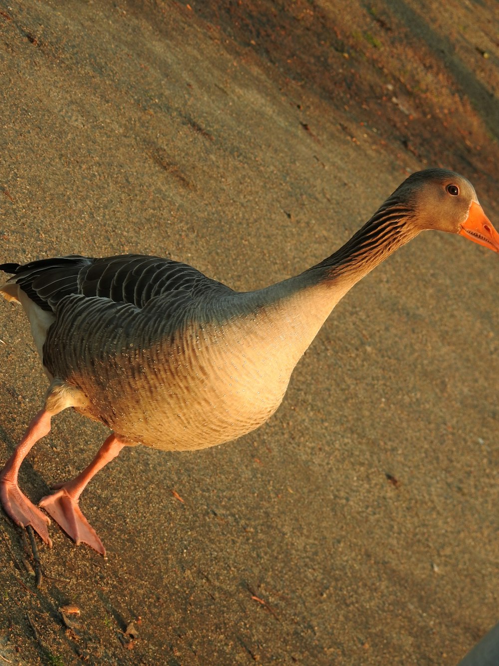 brown and white duck on sands