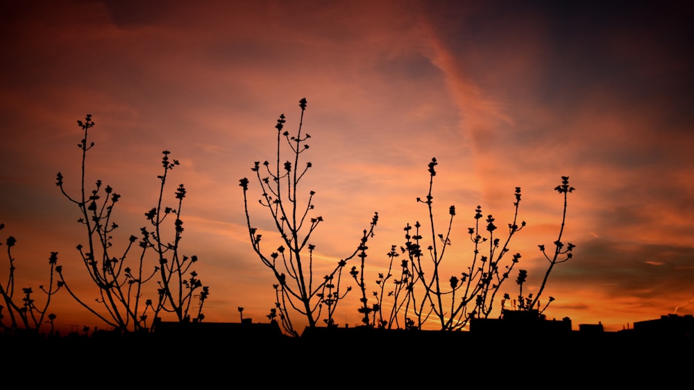 withered tree golden hour photography