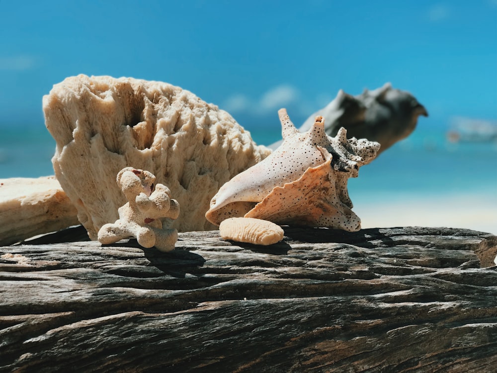 shallow focus photography of brown sea shell at the seashore