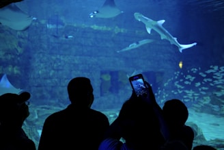 people watching sharks