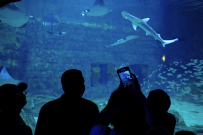 people watching sharks