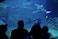 people watching sharks