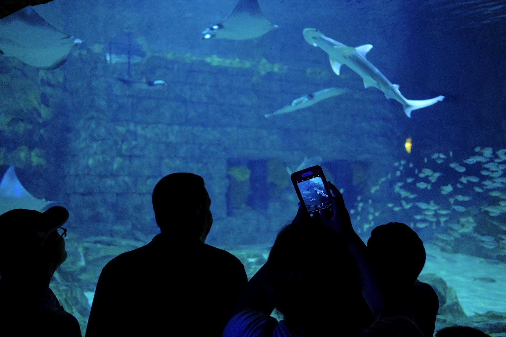 People watching sharks through the aquarium glass at SeaWorld Orlando