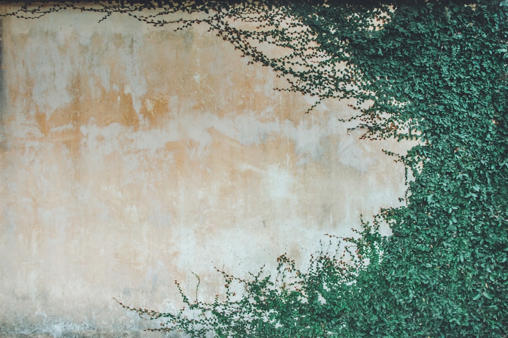 Plantas de hoja verde cubiertas de pared beige