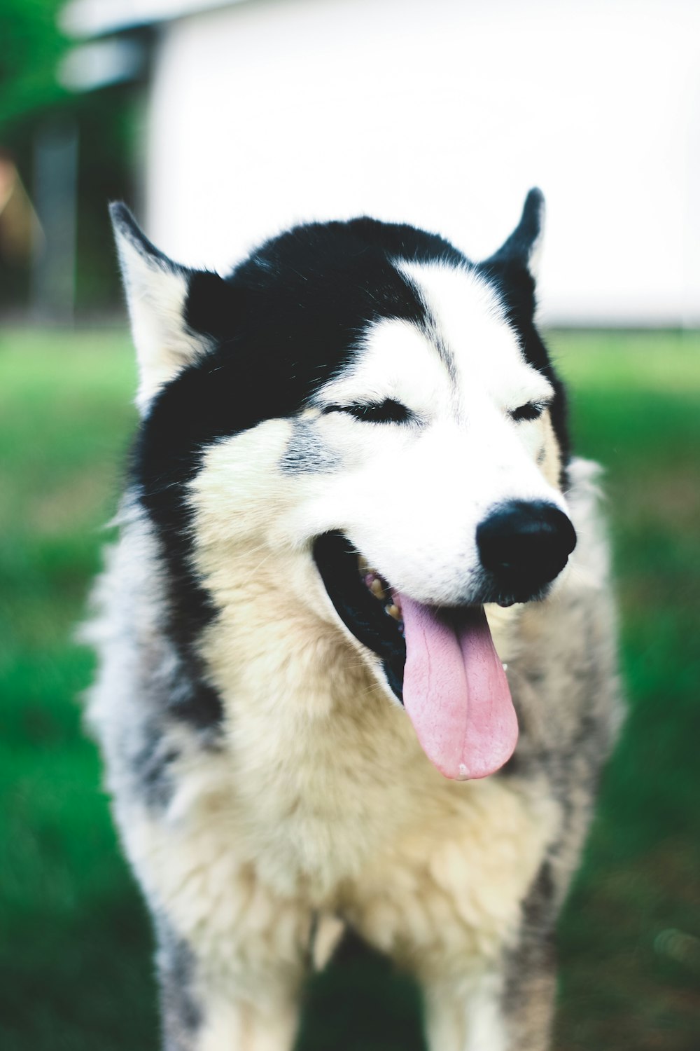 adult white and gray Siberian Husky