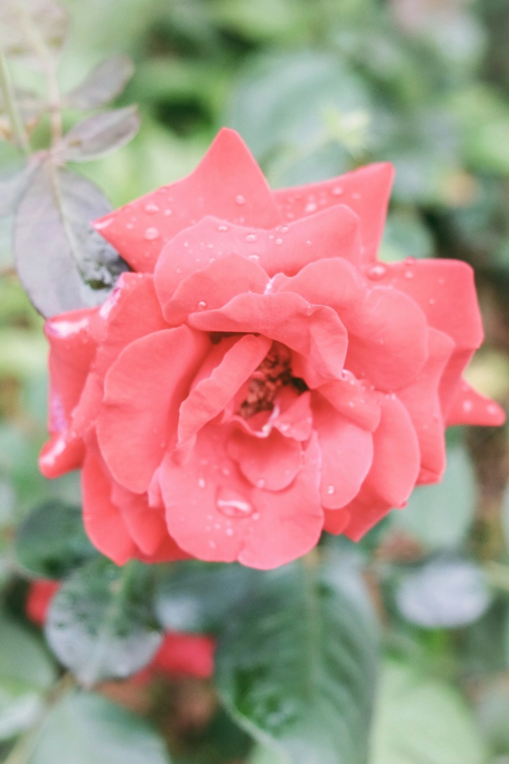 selective focus photo of red petaled flower with dew drops