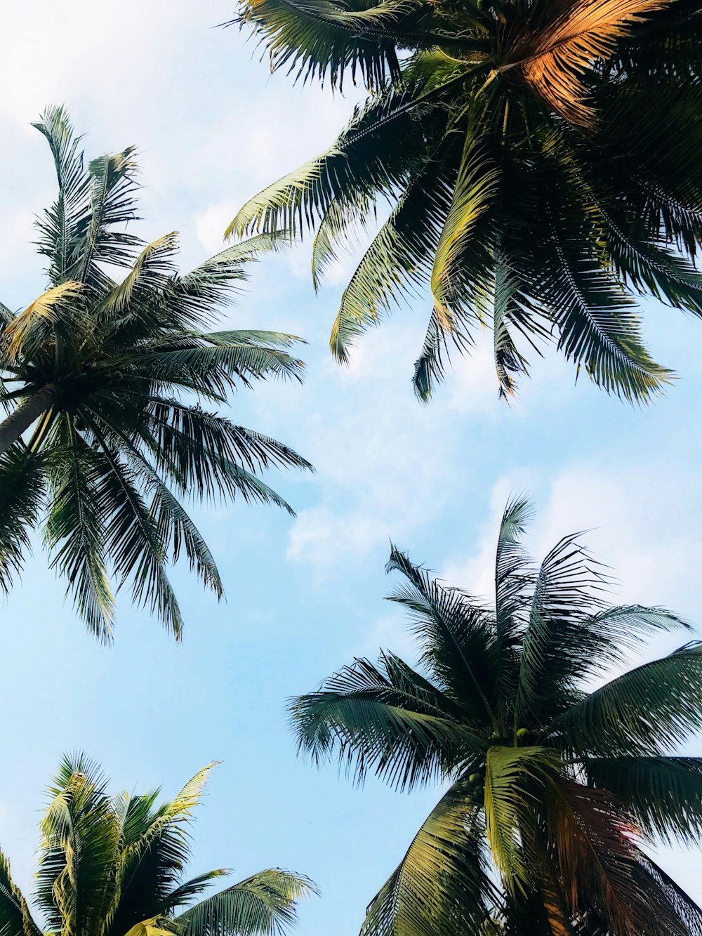 low angle photography of palm trees