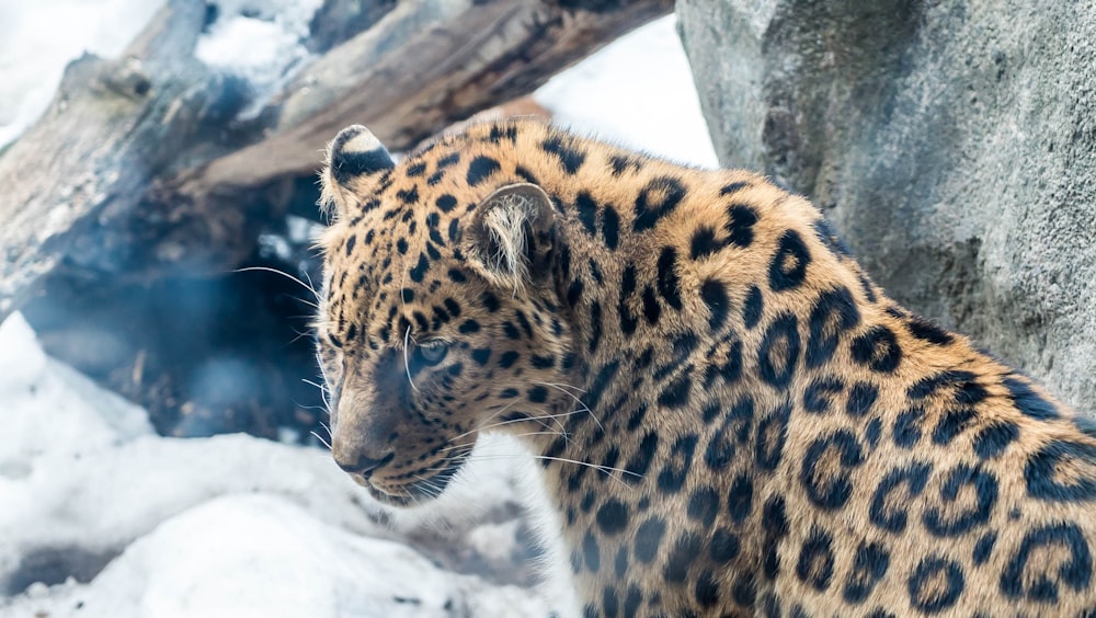 leopardo cerca de la roca