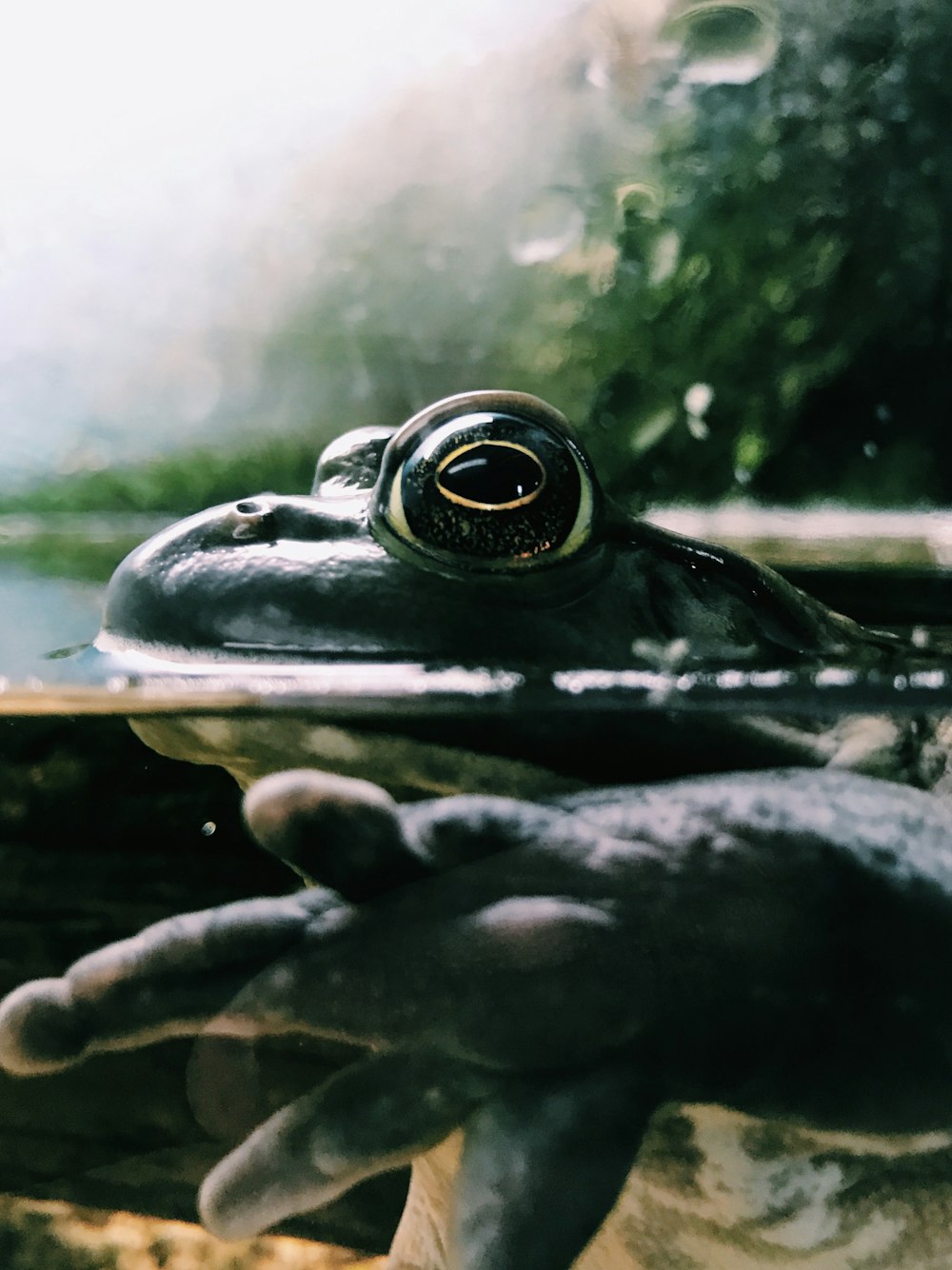 Grenouille noire dans le plan d’eau macrophotographie