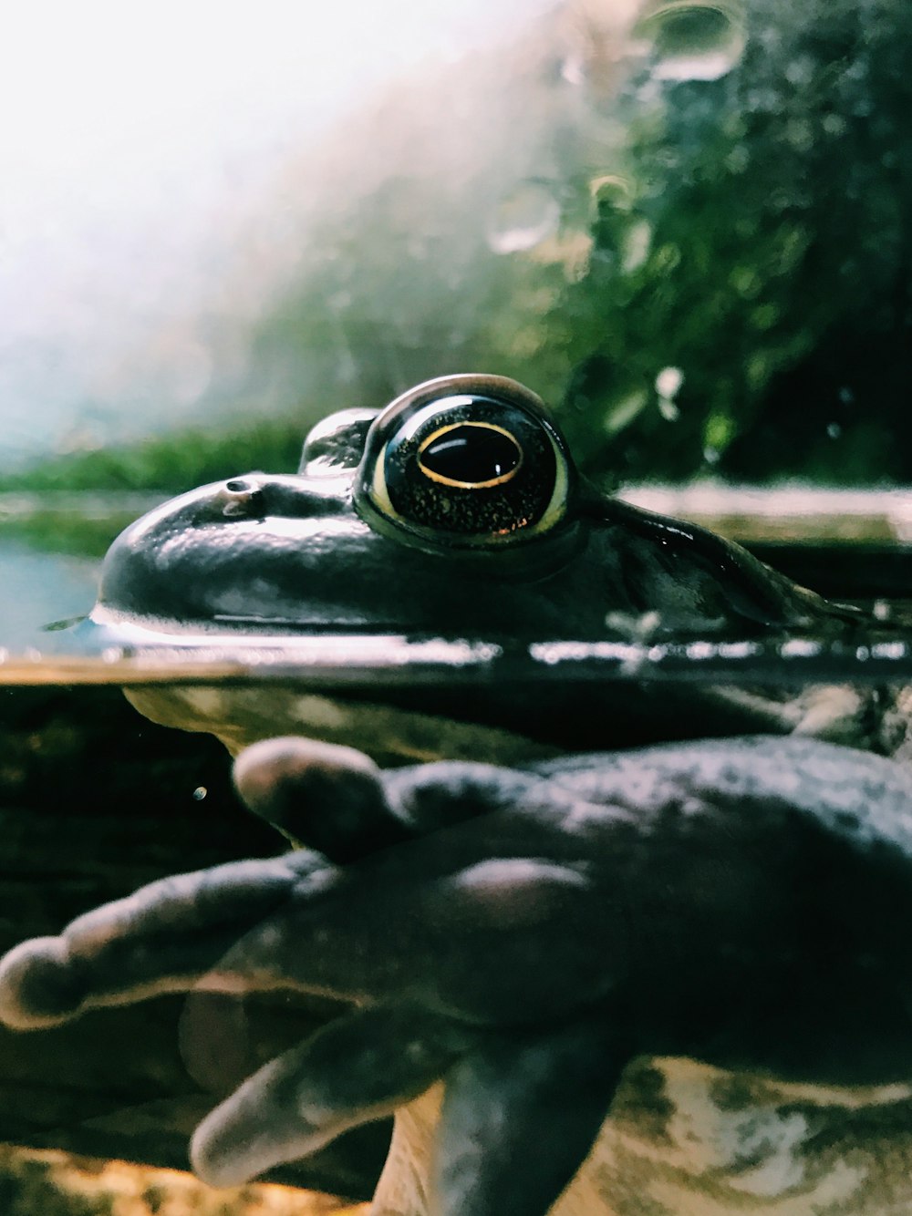 black frog in body of water macro photography