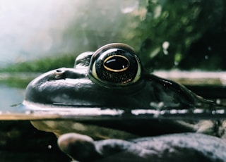 black frog in body of water macro photography