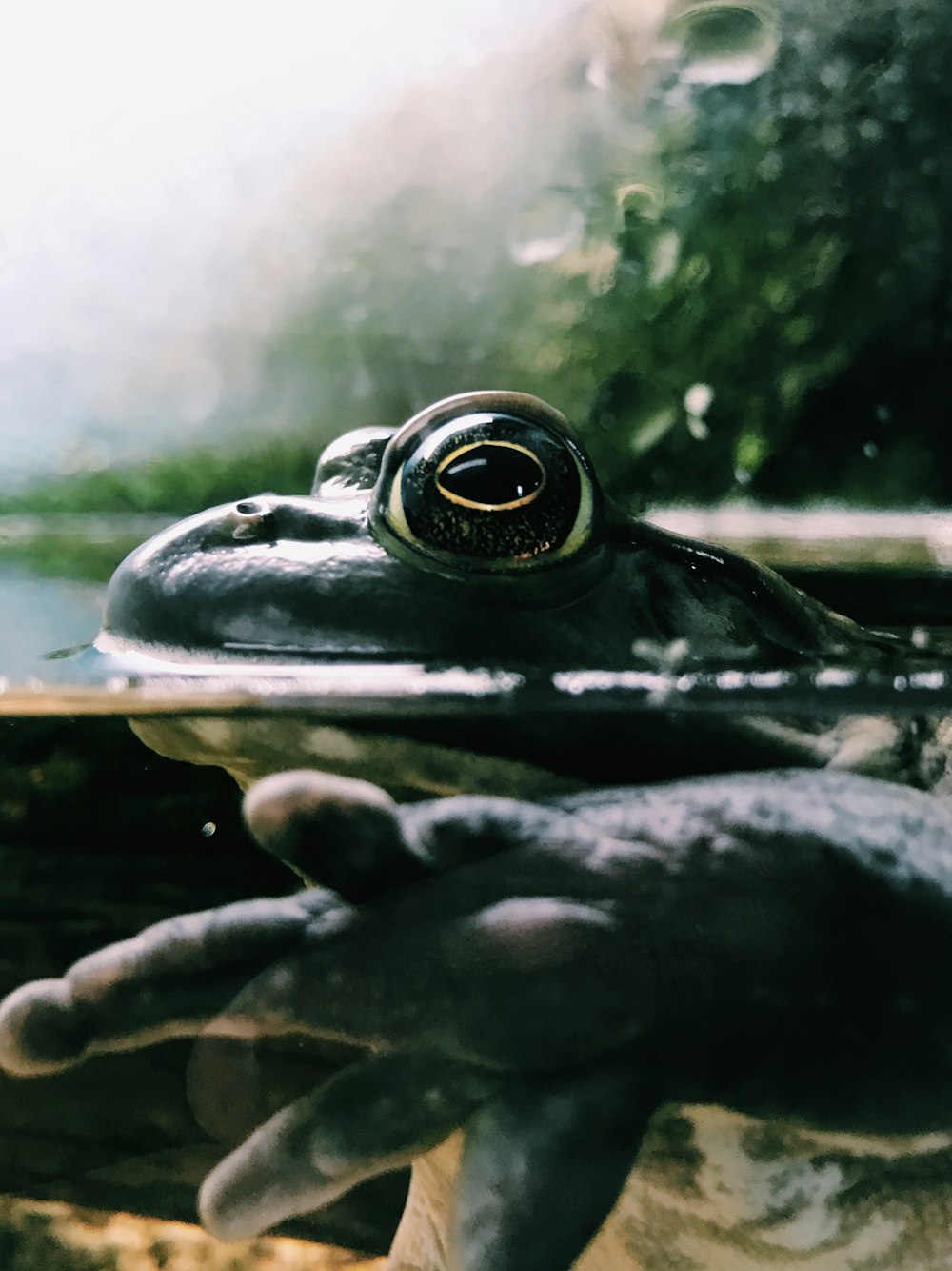 black frog in body of water macro photography