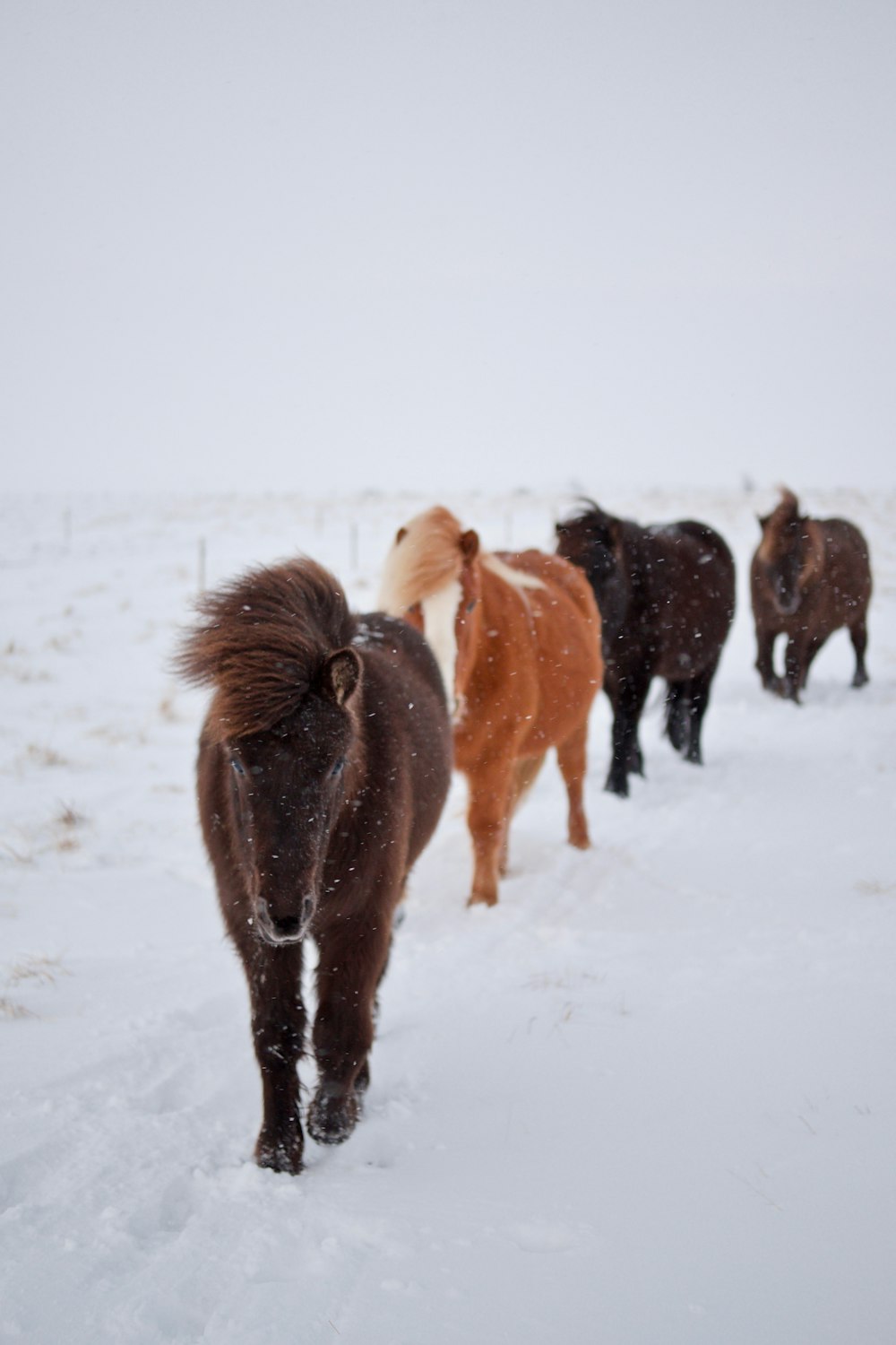 vários cavalos andando na neve branca durante o dia