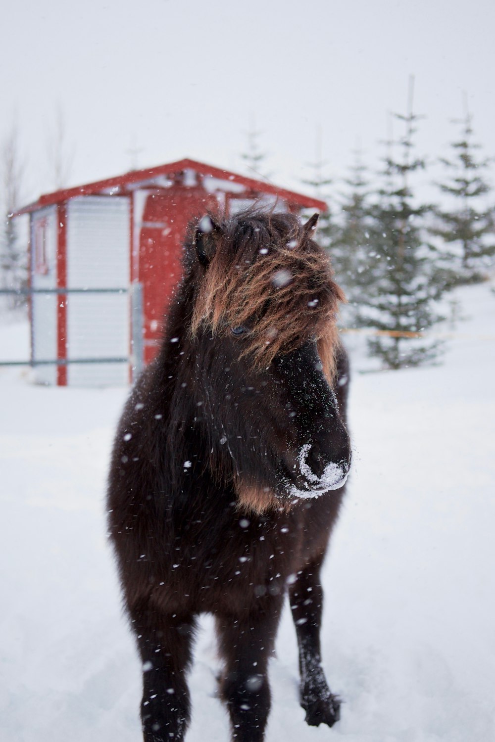 cavalo marrom durante a temporada de inverno