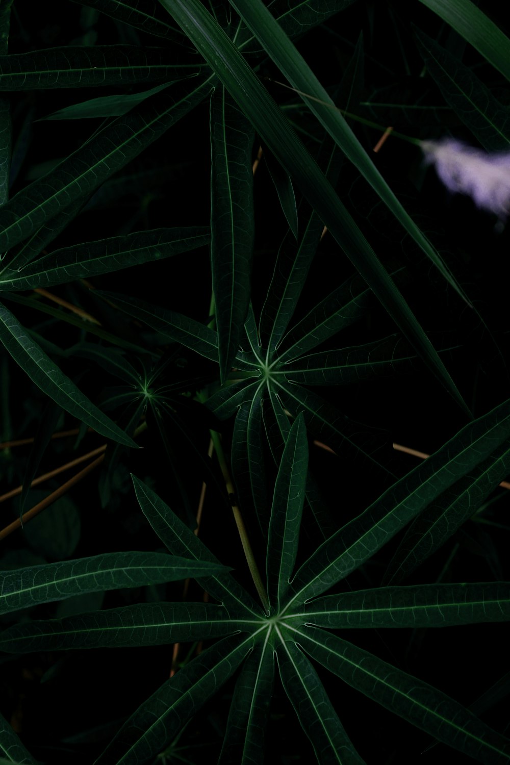 녹색 잎 식물의 클로즈업 사진