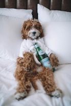 A fluffy brown and white dog is lounging on a bed, wrapped in a white robe while holding a bottle of sparkling water. The dog appears relaxed and comfortable, surrounded by plush white pillows and a soft blanket.