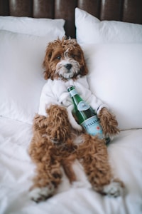 A fluffy brown and white dog is lounging on a bed, wrapped in a white robe while holding a bottle of sparkling water. The dog appears relaxed and comfortable, surrounded by plush white pillows and a soft blanket.