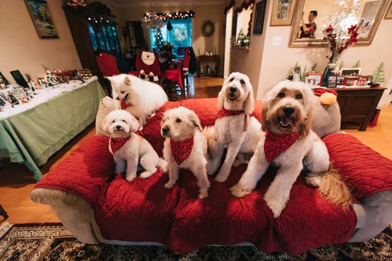 Interactive Dog Toys for Mental Stimulation