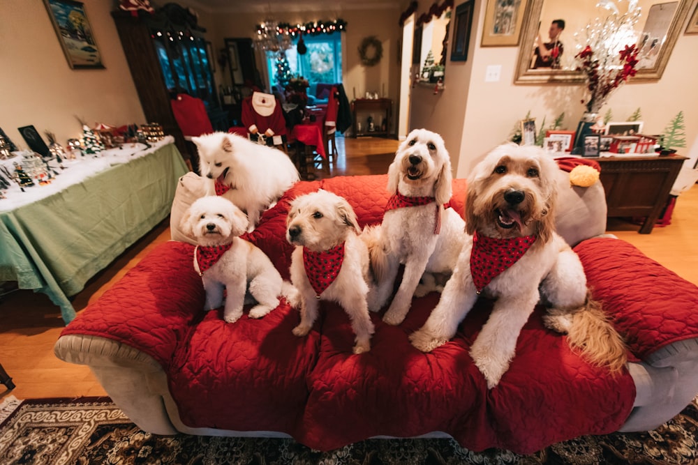 赤いソファの上の白い犬