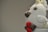 A handmade crocheted toy with various colors, primarily white, with brown and red accents. The plush has a rounded shape, with small crocheted elements on its surface, possibly representing facial features or decorations. It appears to be sitting inside or on the edge of a white ceramic cup. The background is plain and neutral, allowing the toy's details to stand out.
