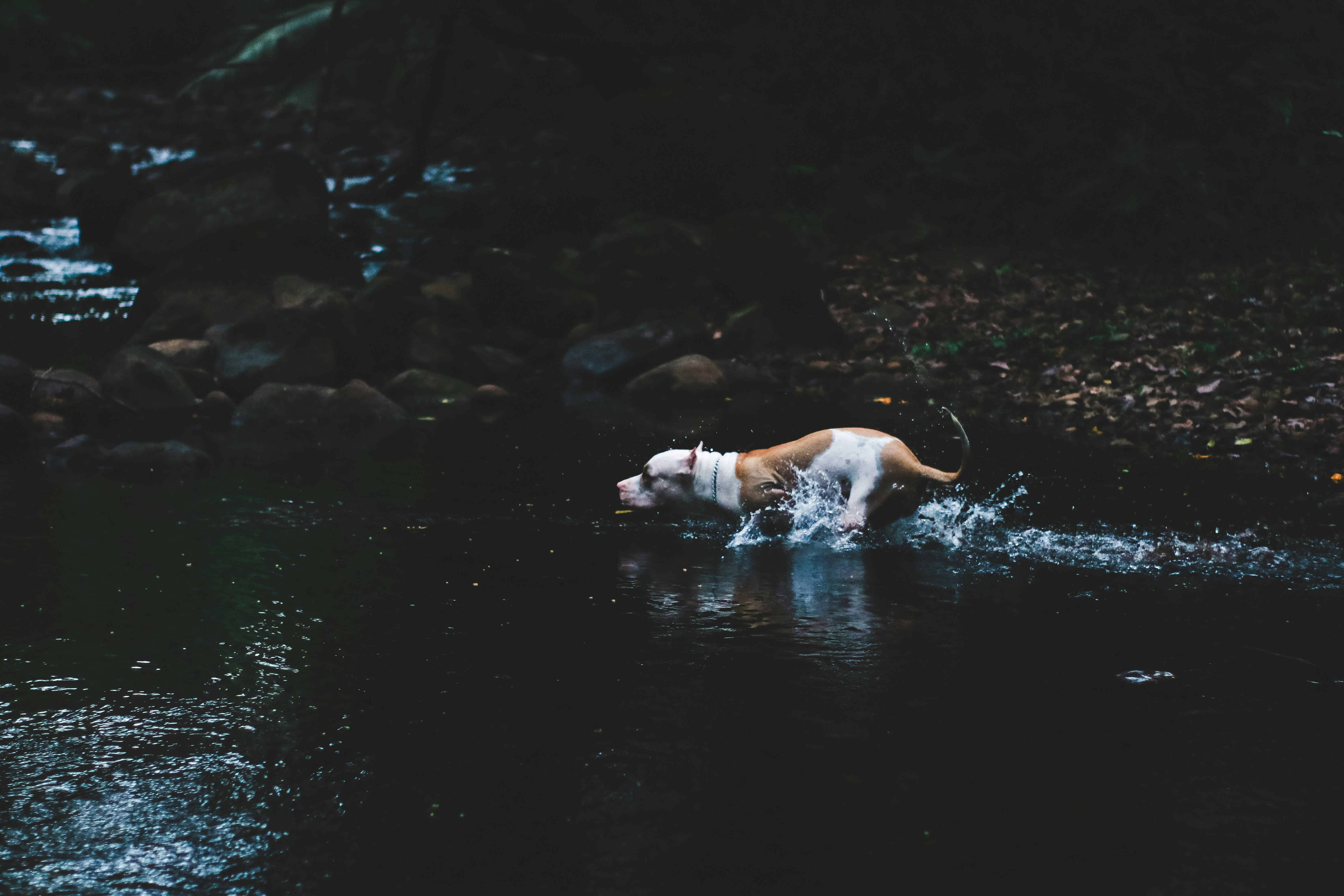 white and brown American Pit bull terrier on body of water during daytime
