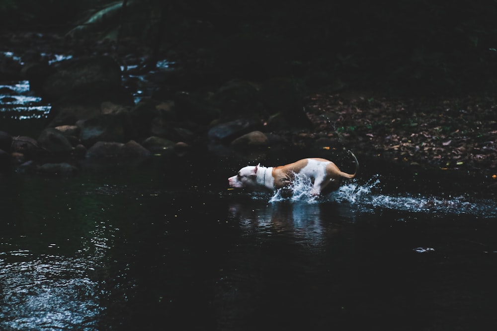 white and brown American Pit bull terrier on body of water during daytime