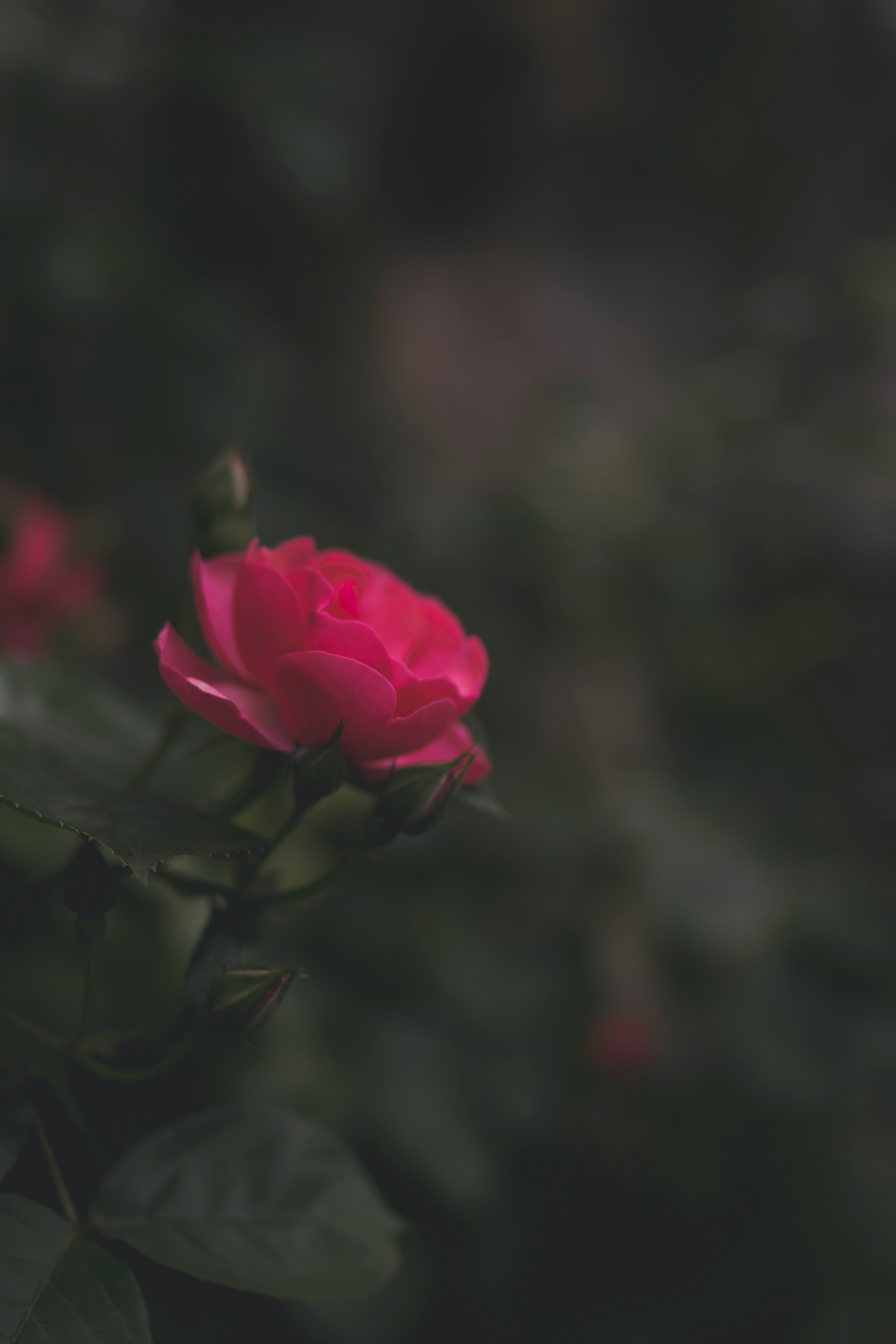 selective focus photography of pink rose