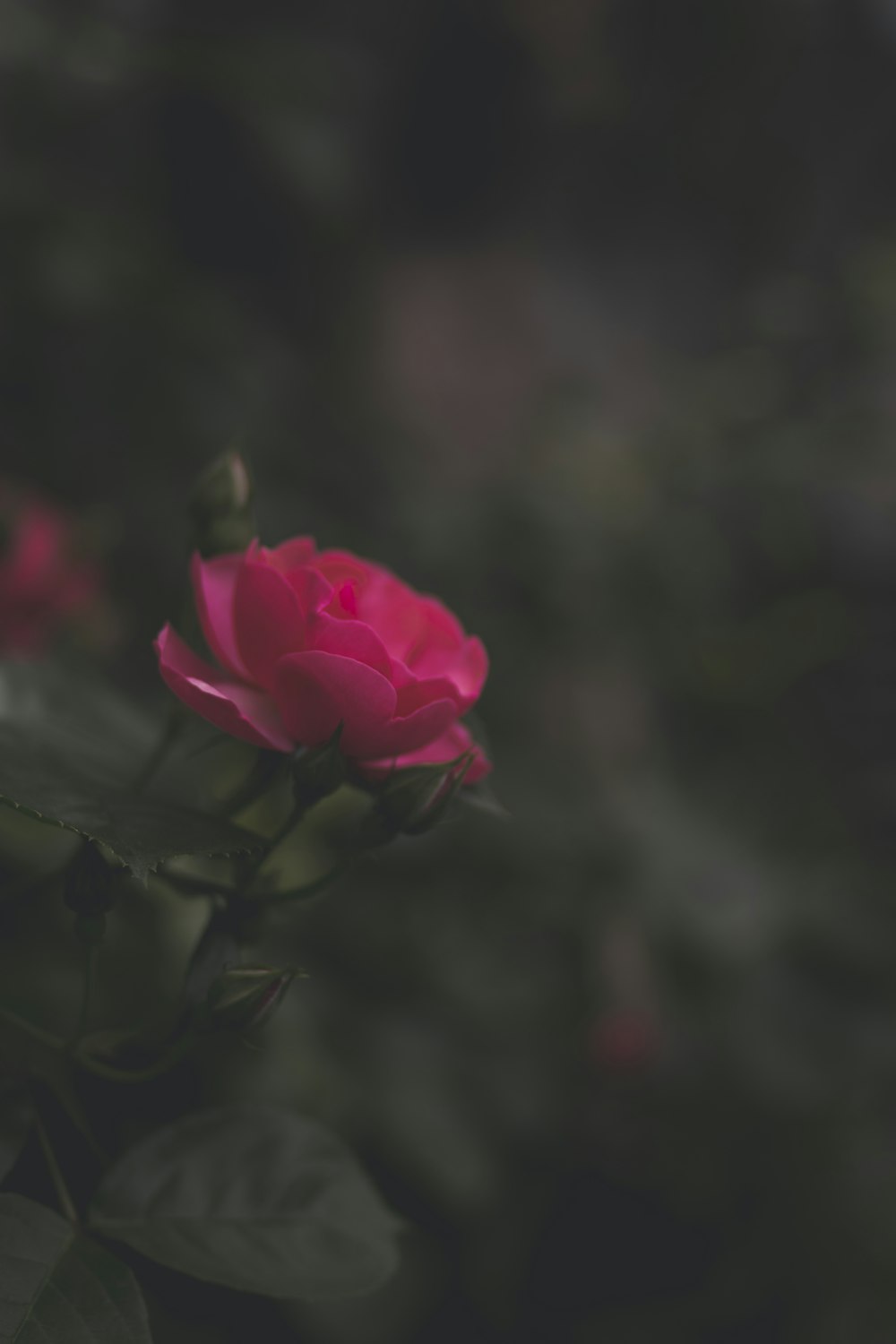 selective focus photography of pink rose