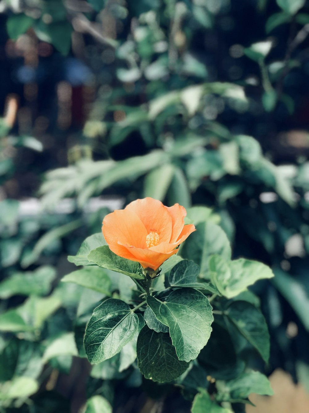 Fotografia de foco raso da flor de laranjeira