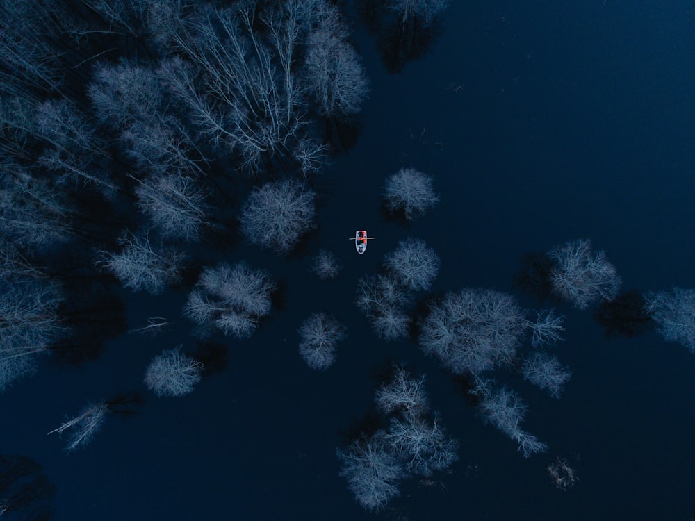 aerial view of trees and boat