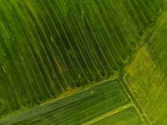 green leaf