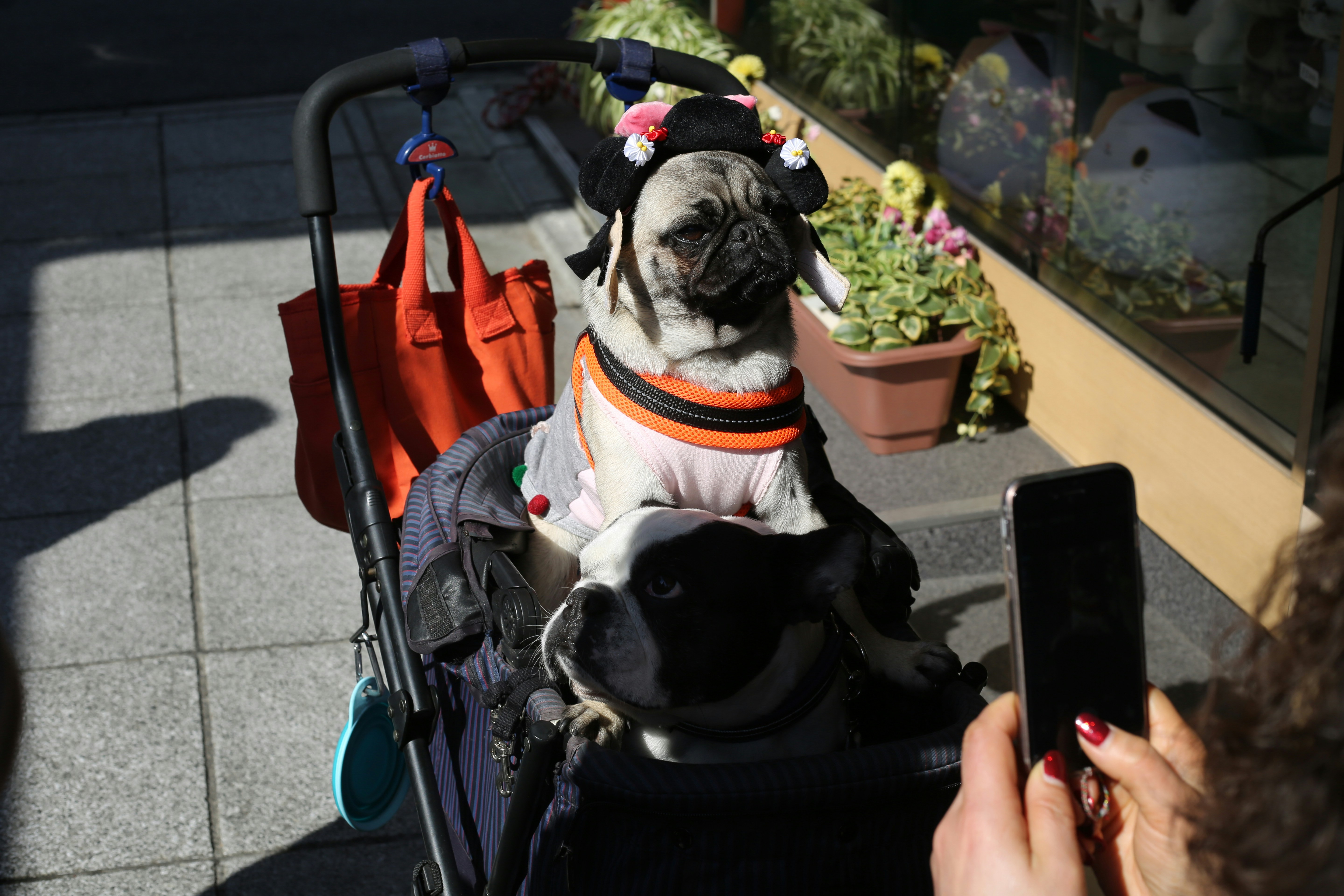 pug in stroller