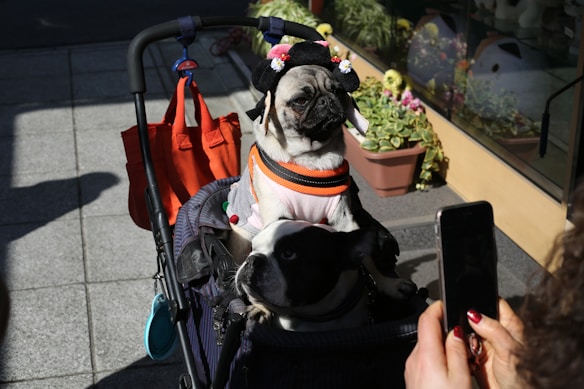 Two dogs are sitting in a stroller on a sidewalk. One dog, possibly a pug, is wearing a decorative hat and an orange harness, while the second dog, likely a French bulldog, is seated below it. A person is taking their photo with a smartphone. In the background, there are potted plants and a store display.