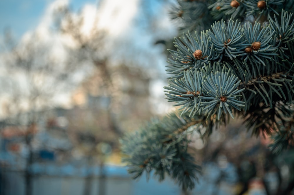 closeup photography of green tree