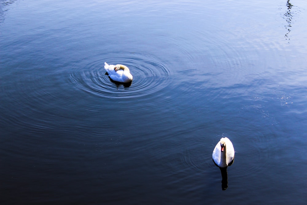 two white swans on body of water at daytime
