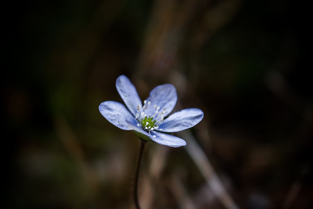 fotografia a fuoco superficiale di un fiore blu