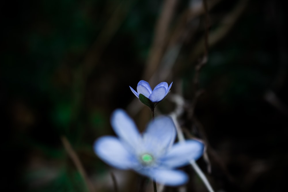 fotografia de foco raso de flores azuis durante o dia