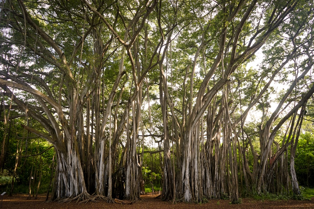 Foto de árboles durante el día