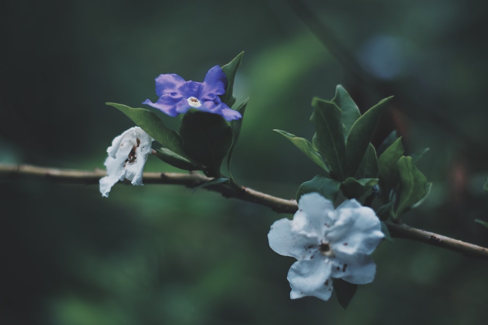 purple and white flowered tree