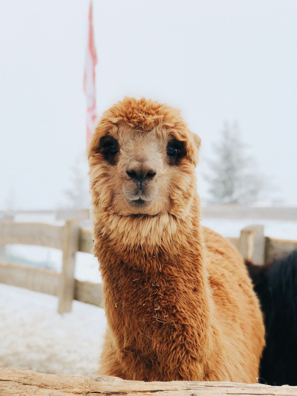 lama marrone sotto il cielo nuvoloso durante il giorno