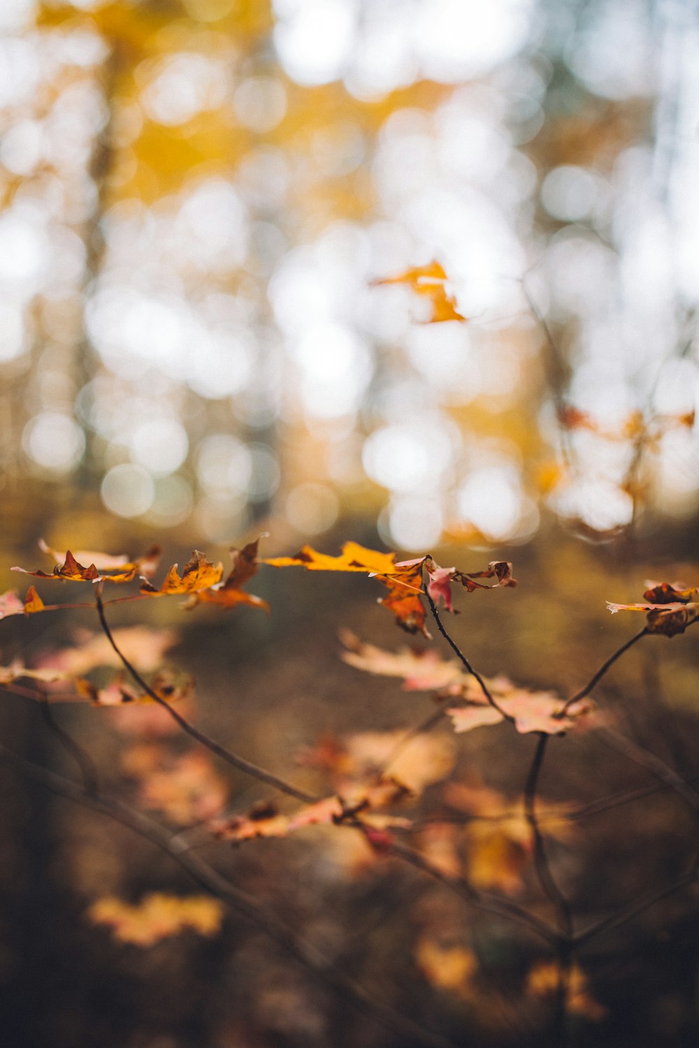 maple leaves in shallow focus