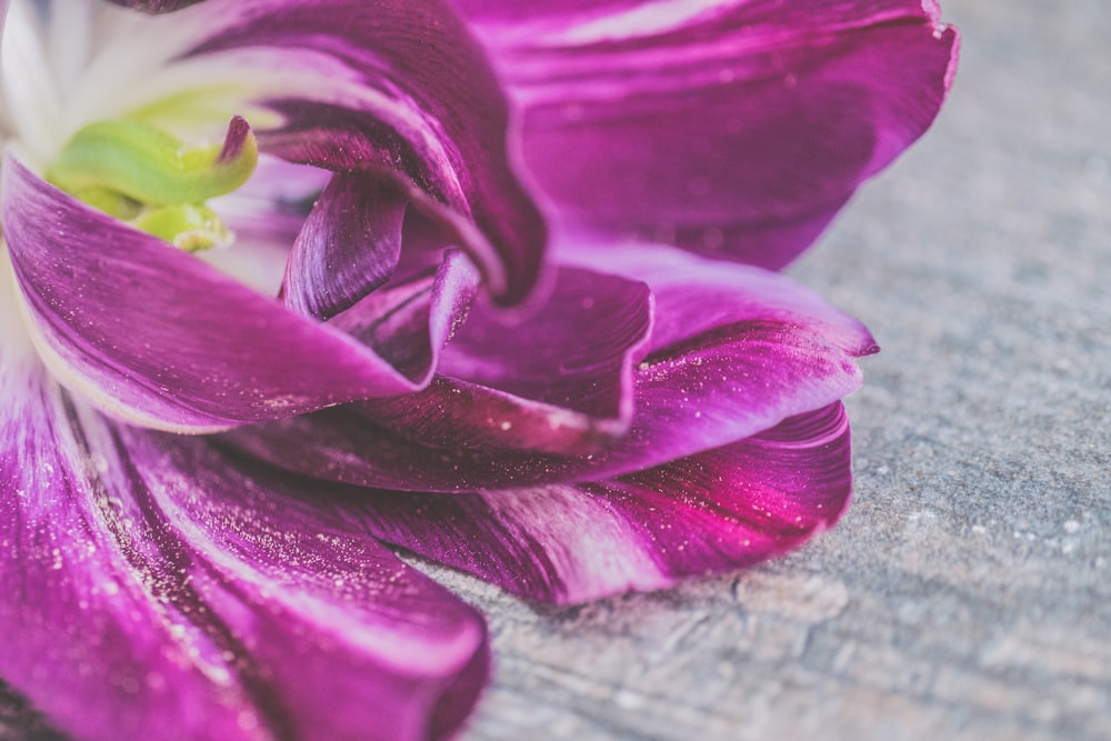 Fotografia a fuoco selettiva del fiore dai petali viola